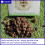 Silent Roar Lion Manure - Cat Repellant 3