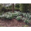 Strulch Mineralised Straw Mulch 100L 6