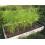 Strulch Mineralised Straw Mulch 100L 4