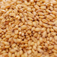 Copdock Mill Whole Wheat Chicken Feed 20kg – Suitable for Wild and Caged Poultry – 100% Natural - Made in the UK