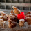 Copdock Mill Whole Maize Chicken Feed, 20kg - Premium Quality Yellow M 5