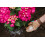Westland Westland Hydrangea Colourant, 500 g 4