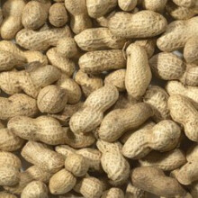 Trusty Pet Supplies Wild Bird Peanuts in Shells Monkey Nuts 2kg