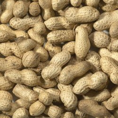 Trusty Pet Supplies Wild Bird Peanuts in Shells Monkey Nuts 2kg