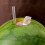 Practical Fruit Slicers Watermelon Cutter Watermelon-2 L 6