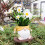 Pots de fleurs de Gnome pour plantes d'intérieur et-B 6