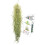 Tillandsia usneoides, Air Plants 2