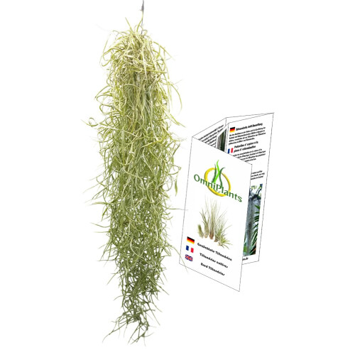 Tillandsia usneoides, Air Plants 1