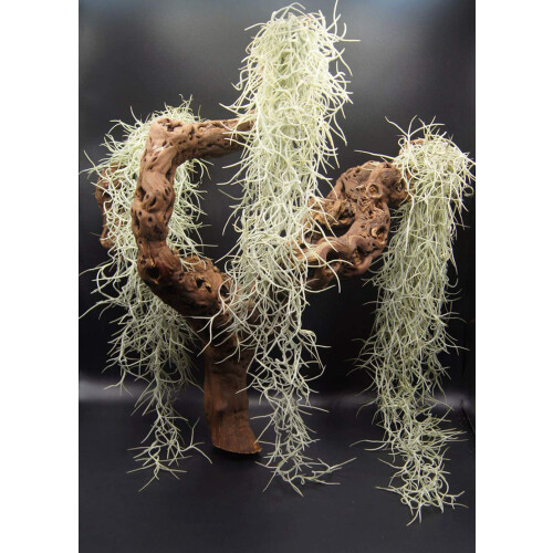 Tillandsia usneoides, Air Plants 2