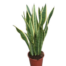 Indoor Plant -House or Office Plant -Sansevaria - Mother in Laws Tongue Variegated- Approx 30cm Tall