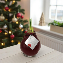 Carbeth Plants - Amaryllis Red Waxed Bulb Live Houseplant in Gift Sleeve - No Water Indoor Flowering Hippeastrum Growing Bulb - Christmas Gardening G