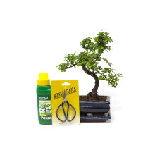 Chinese Elm Bonsai Tree Kit - 7 Year Old Bonsai Tree with Plant Feed & Scissors