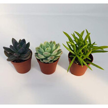 Carbeth Plants 3 Mixed Succulent Plants in 5.5cm Pots - Easy Care Mini Indoor Plants for Home or Office - Drought Tolerant & Decorative Houseplants