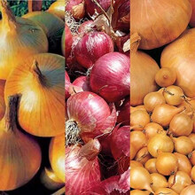 Winter Onion Sets Mix Approx. 750g (150 Sets) – Includes Varieties Like Red Winter, Senshyu Yellow & Radar – Autumn Planting for Overwintering