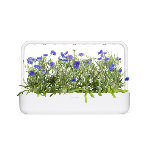 Click and Grow Plant Pods Refill 3 Pack Pod (Cornflower) 2