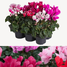 Carbeth Plants Cyclamen 6 Plants in 9cm Pots - Mixed Ready to Plant Autumn & Winter Flowering Potted Perennials - Instant Colour Compact Garden Shrub