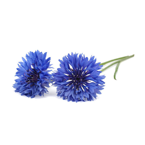 Click and Grow Plant Pods Refill 3 Pack Pod (Cornflower) 1