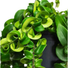 Aeschynanthus 'Rasta' Curly Wurly Lipstick Plant - Indoor Plant in 12cm Pot - Bright Red Flowers (2 Plants)