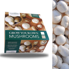 Carbeth Plants Mushroom Growing Kit - Grow Your Own White Button Suffolk Mushrooms - Perfect For Beginners - Educational Grow Our Kits With The Littl