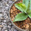 Premium Orchid Care Repotting Bark Soil Compost Mix (2L) 3