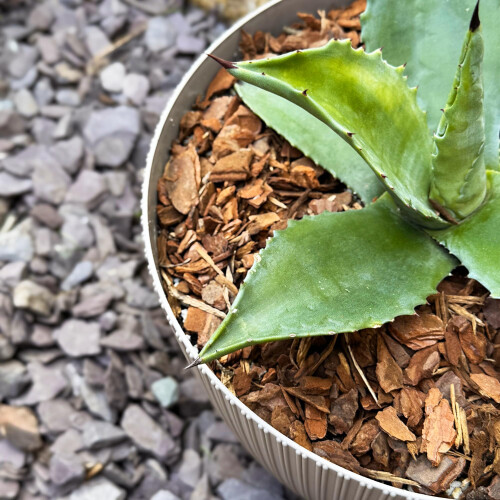 Premium Orchid Care Repotting Bark Soil Compost Mix (2L) 2