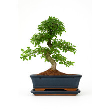 Chinese Elm Bonsai Tree - You Choose (9yr Chinese Elm)