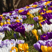 Carbeth Plants - Crocus 100 Spring Bulb Collection - Mixed Early Spring Flowering Perennial Bulbs - UK Hardy Low Maintenance Pollinator Friendly - Gr