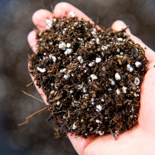 Carnivorous Plant Potting Mix - Enriched with Nutrients (20L)