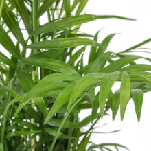Carbeth Plants - Indoor Plants - Build Your Own Houseplant Collection - 7cm to 9cm Pots - Chamaedorea elegans - Parlour Palm in 9cm Pot