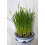 Cat FurNature - Cat Grass Seeds - Oat 5