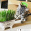 Cat FurNature - Cat Grass Seeds - Oat 3