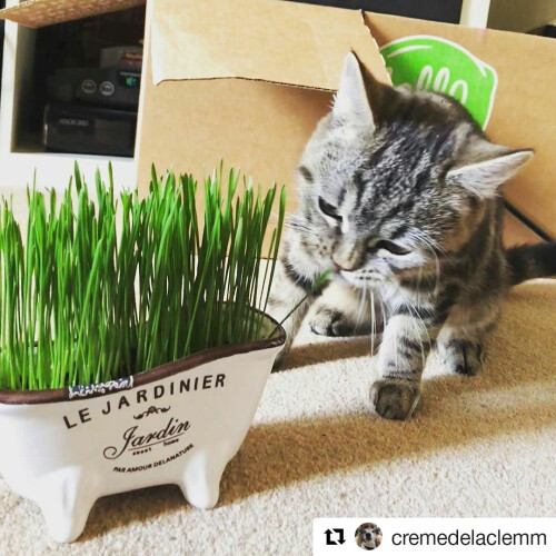 Cat FurNature - Cat Grass Seeds - Oat 2