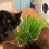 Cat FurNature - Cat Grass Seeds - Oat 6