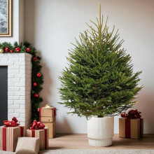 Carbeth Plants Norway Spruce Pot Grown Christmas Tree - Real Living Evergreen Potted Festive Tree - Fresh Premium Reusable Xmas Indoor Outdoor Plant