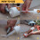 Defender Bird and Pigeon Spike Fixing Silicone 4