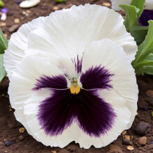 Carbeth Plants Pansy 20 Pack Bedding Plants - Colourful Hardy Garden Flowers for Borders, Pots & Hanging Baskets - Long Lasting Blooms for Autumn, Wi
