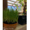 Cat FurNature - Cat Grass Seeds - Oat 9