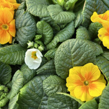 Carbeth Plants Primrose Primula Flowering Bedding Plants - Hardy Low Maintenance Perennials - Garden Ready Shrubs for Beds, Borders and Patio Pots (Y