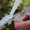 Defender Bird and Pigeon Spike Fixing Silicone 7