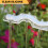 Defender Bird and Pigeon Spike Fixing Silicone 2
