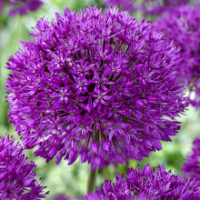 Allium Purple Sensation 10 Pack Spring Bulbs, UK Hardy, Pollinator Friendly, Grow in Beds and Patio Pots