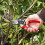 Felco Felco FEL8 Model 8 Classic Secateurs (Renewed) 7