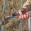 Felco Felco FEL8 Model 8 Classic Secateurs (Renewed) 6