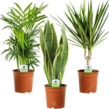 GardenersDream 3X Indoor Plant Mix - Sansevieria Laurentii, Chamaedorea Elegans, and Dracaena Marginata House Plants - Live Indoor Potted Plants - Gi