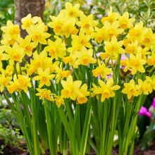 GardenersDream 5 x Tete A Tete Daffodil Bulbs - Trumpet Spring Flowering - Outdoor Plants for Gardens, Borders, and Containers - Easy to Grow Rockery