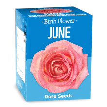 Gift Republic GR130044 Grow Your Own June Birth Flowers, 8.2 cm*8.5 cm*7.0 cm