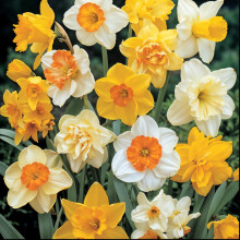 GardenersDream Mixed Daffodil Bulbs - Beautiful Spring Flowering Bulbs - Colourful Outdoor Plants for Gardens, Borders, and Containers - Easy to Grow