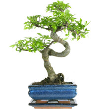 Chinese Elm, Bonsai, 7 years, 27-32 Centimetres