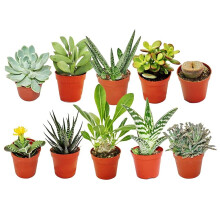GardenersDream 10x Mixed Succulent Cactus House Plants with Plant Care Guide - Real Air Purifying Indoor Plants for Desks, Shelves, and Windowsills -