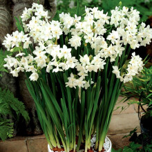 Narcissus Paperwhite Indoor Outdoor Daffodil Spring Flowering Bulbs (5)